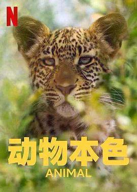 动物本色 第二季(全集)